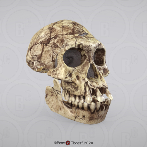 3D OsteoViewer - Homo erectus Dmanisi Skull 3