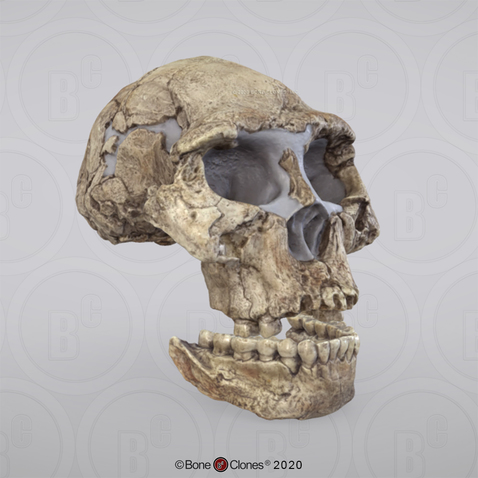 3D OsteoViewer - Homo erectus Dmanisi Skull 2