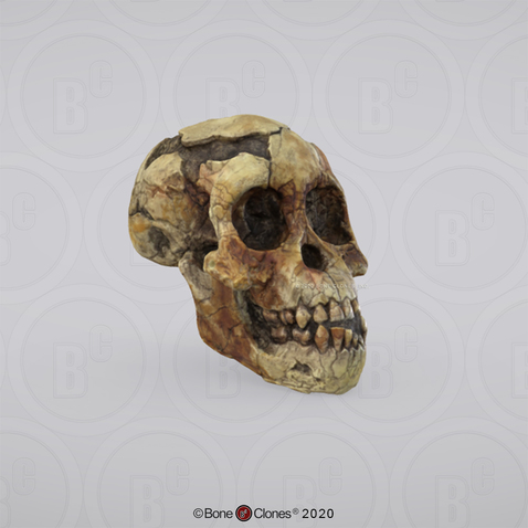 3D OsteoViewer - Australopithecus afarensis Skull "Selam"