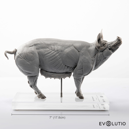 Pig Anatomical Figure 1:8 scale