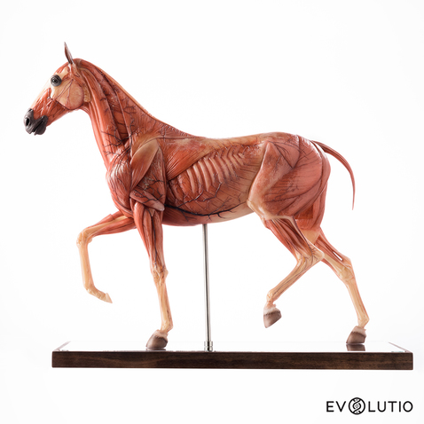 Horse Anatomical Figure 1:6 scale, Medical Quality