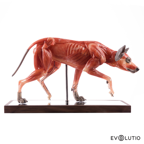 Wolf Anatomical Figure 1:5 scale, Medical Quality