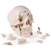 Deluxe Demonstration Skull, 14-part, for Advanced Studies