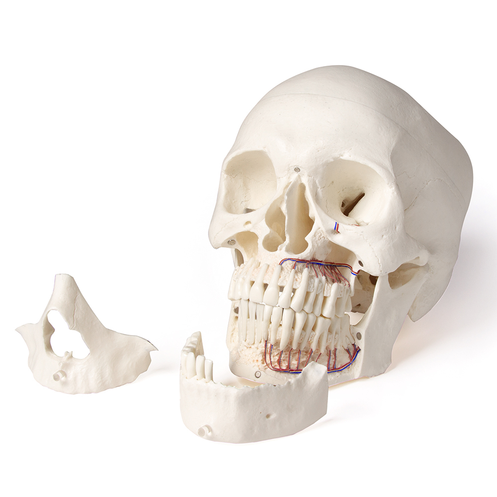 Mike Dental Tête de mort réaliste 1:1 - Modèle humain - Taille réelle -  Anatomique - Pour l'enseignement médical : : Commerce, Industrie  et Science