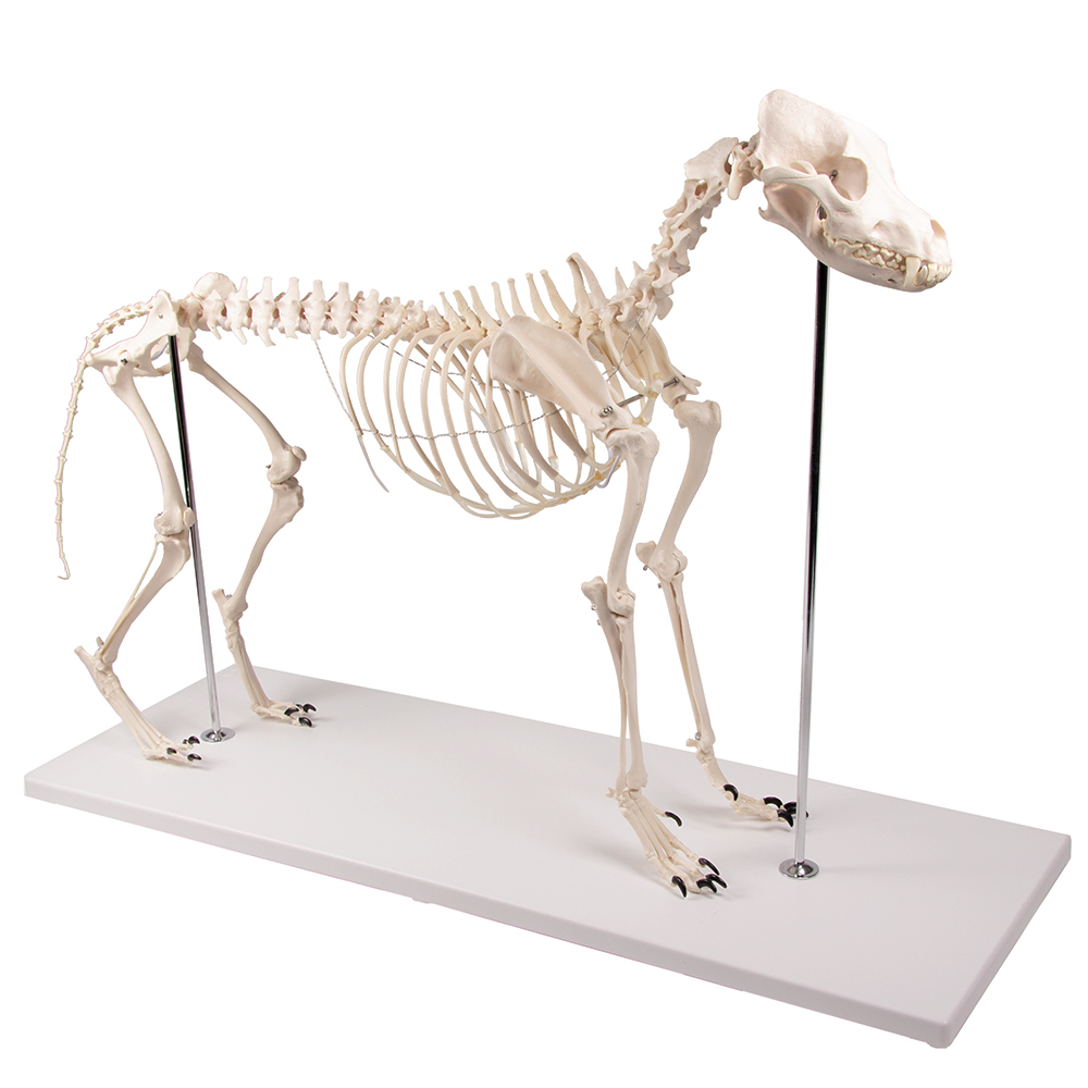 Dog Skeleton, Life Size, Olaf