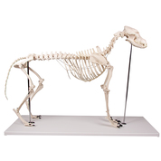 Dog Skeleton "Olaf", Life-size