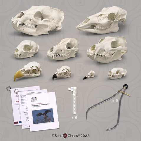 Wildlife Skull Identification Forensic Set