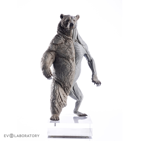 Grizzly Bear Anatomical Figure 1:12 scale