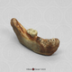 Denisovan Xiahe Mandible