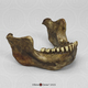 Homo heidelbergensis Mandible Mauer 1