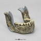 Australopithecus boisei Mandible "Peninj"