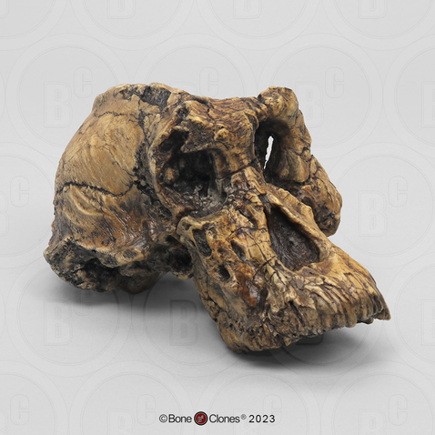Australopithecus anamensis Cranium