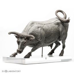 Bull Anatomical Figure 1:12 scale