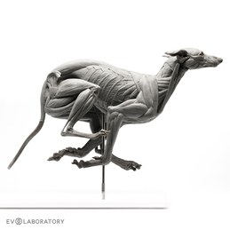 Greyhound Anatomical Figure 1:6 scale