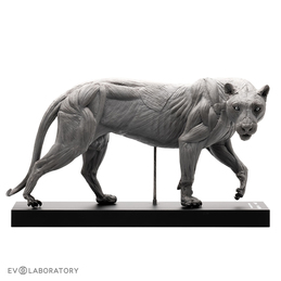 Siberian Tiger Anatomical Figure 1:10 scale