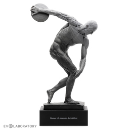 Human Discus Thrower Anatomical Figure 1:8 scale
