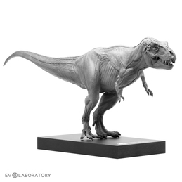 T. rex Male Anatomical Figure 1:32 scale