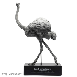 Ostrich Anatomical Figure 1:10 scale