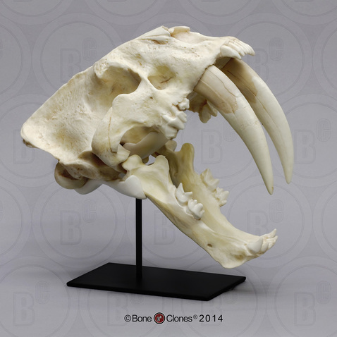 Sabertooth Cat, South American Smilodon populator Skull