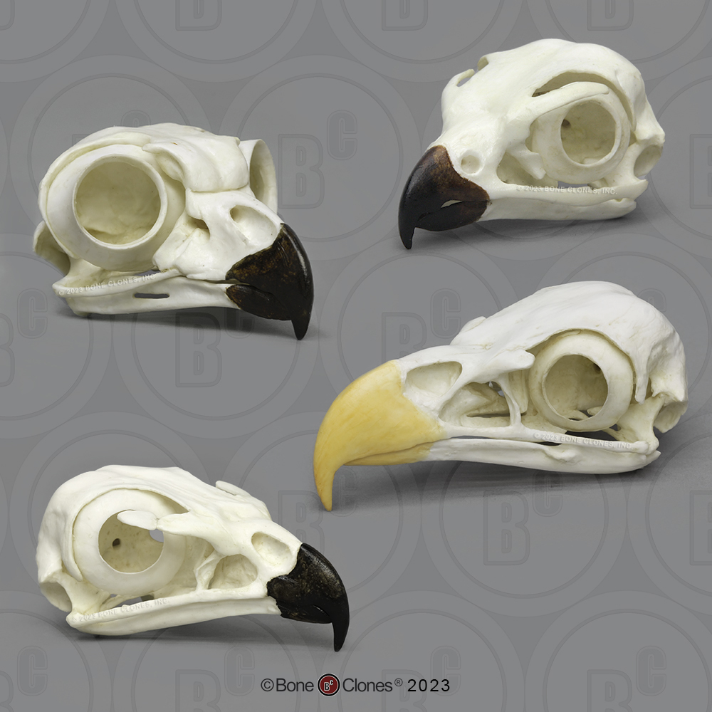 Comparative Raptor Skull Set - Bone Clones, Inc. - Osteological