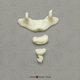 Human Child 6-year-old Coccyx