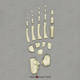 Human Child 6-year-old Foot, Disarticulated