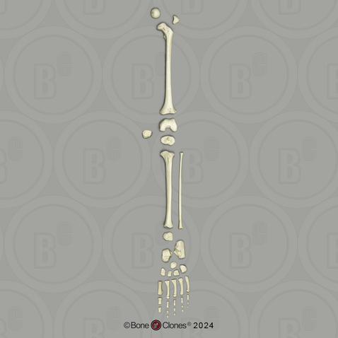 Human Child 6-year-old Leg, Disarticulated