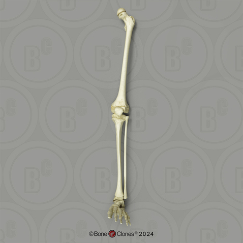 Human Child 6-year-old Leg, Articulated