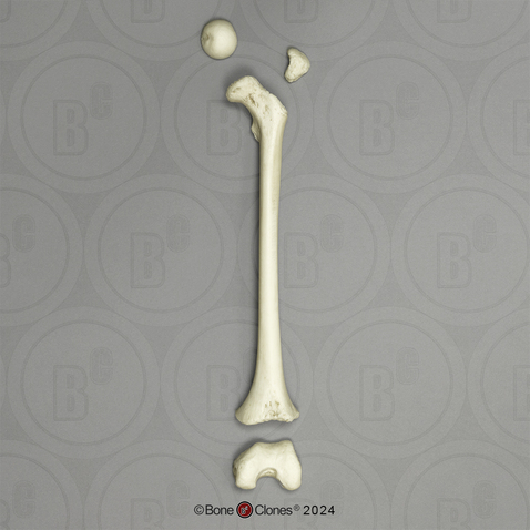Human Child 6-year-old Femur, Disarticulated
