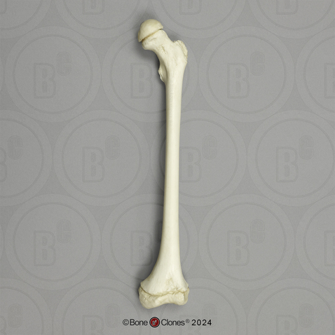 Human Child 6-year-old Femur, Articulated