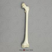Human Child 6-year-old Femur, Articulated