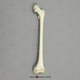 Human Child 6-year-old Femur, Articulated