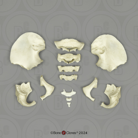 Human Child 6-year-old Pelvis, Disarticulated