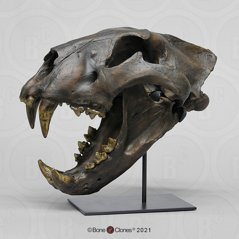 Cave Lion Skull - Bone Clones - Osteological Reproductions