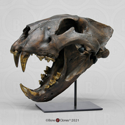 Cave Lion Skull