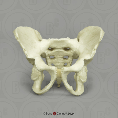 Human Child 6-year-old Pelvis, Articulated
