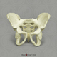 Human Child 6-year-old Pelvis, Articulated