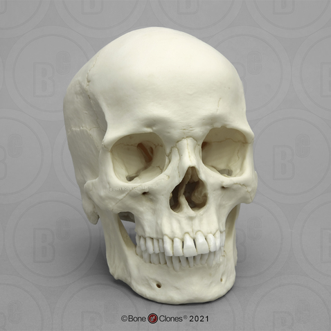Male Human European Skull