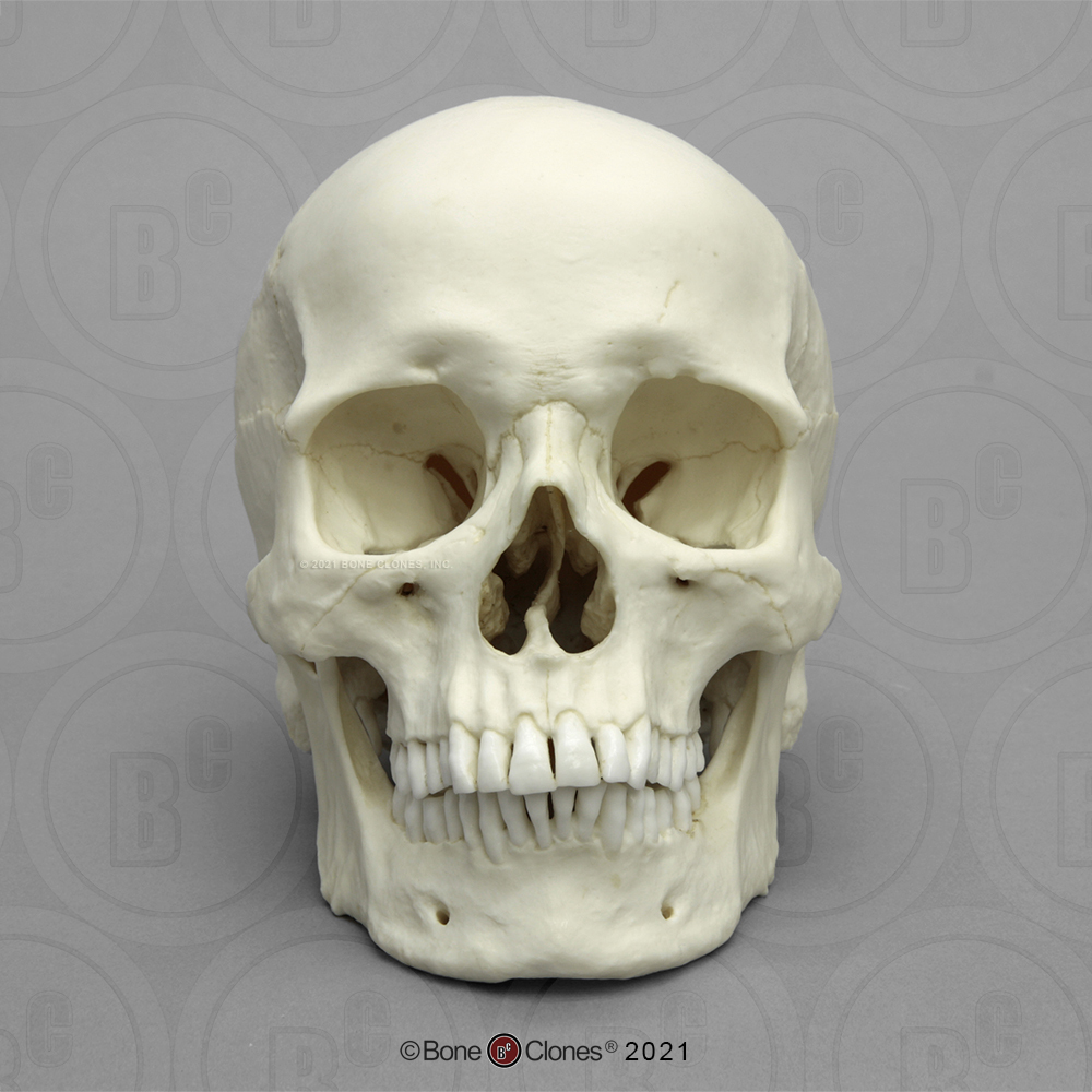 Human Male African Skull - Bone Clones, Inc. - Osteological