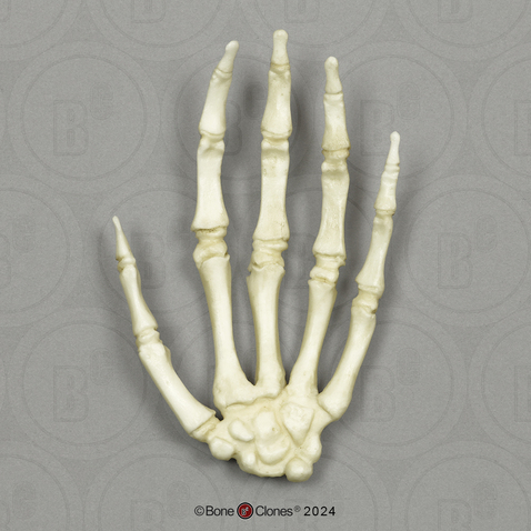 Human Child 6-year-old Hand, Articulated, Rigid