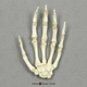Human Child 6-year-old Hand, Articulated, Rigid