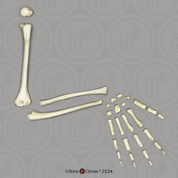 Human Child 6-year-old Arm, Disarticulated without Scapula