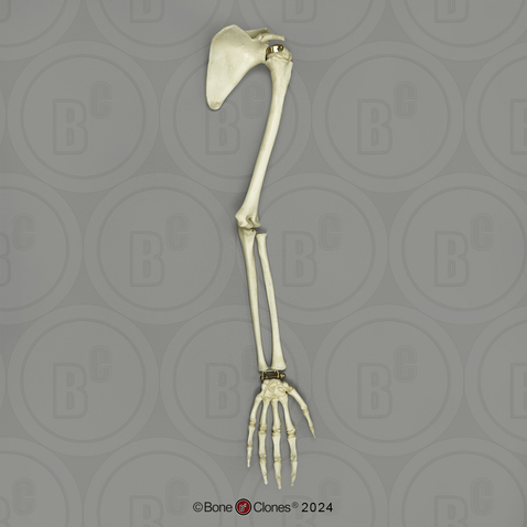 Human Child 6-year-old Arm, Articulated with Scapula