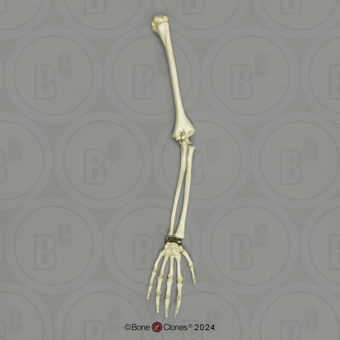 Human Child 6-year-old Arm, Articulated without Scapula