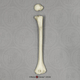 Human Child 6-year-old Humerus, Disarticulated