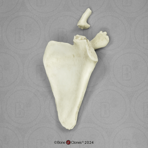 Human Child 6-year-old Scapula