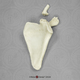 Human Child 6-year-old Scapula