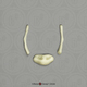 Human Child 6-year-old Hyoid