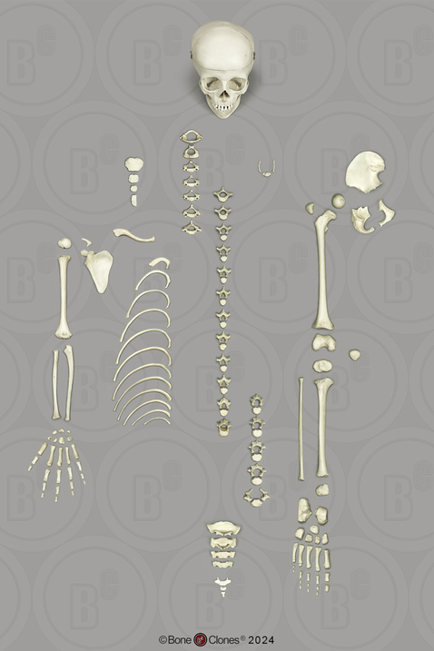 Human 6-year-old Child Half Skeleton