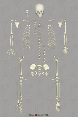 Human 6-year-old Child Skeleton, Disarticulated